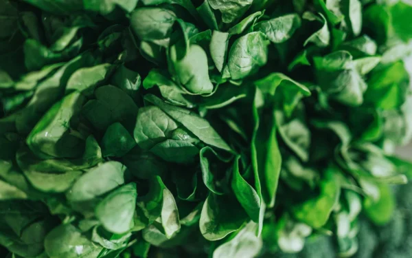 Fresh Baby Spinach